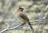 Cedar Waxwing (Bombycilla cedrorum), Grand Mesa, Colorado, USA