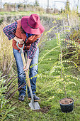 Woman planting a tree Thorn of Christ (Paliurus spina-christi), in autumn