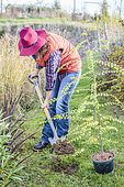 Woman planting a tree Thorn of Christ (Paliurus spina-christi), in autumn