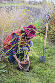 Woman planting a tree Thorn of Christ (Paliurus spina-christi), in autumn