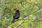 Blackbird (Turdus merula) feeding on rowan berries, England