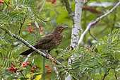 Blackbird (Turdus merula) feeding on rowan berries, England