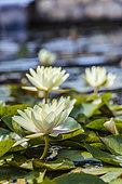 Rustic water lily 'Chromatella', old variety