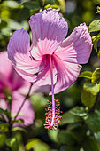 Chinese ibiscus (Hibiscus rosa-sinensis) 'Dainty Pink'