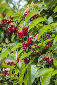 Rangoon Creeper (Quisqualis indica) exotic and fragrant tropical liana.