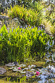 Garden pond with Thalias (Thalia sp) and Water lilies (Nymphaea sp)