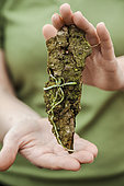 Ghost orchid (Dendrophylax lindenii), living orchid without leaves. This plant has no leaves: it is its roots that play the role of leaves, because they crawl on the surface of the substrate and they are green!