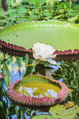 Giant water lily (Victoria regia) in bloom in green house