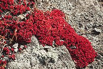 Carpette rouge (Crassula pubescens ssp radicans), plante succulente prenant une teinte rouge sang au plus sec en été.