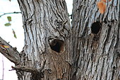 Woodpecker hole used as a nest by a Lesser Bushbaby (Galago moholi) in a tree, Kruger National Park, South Africa