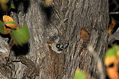 Lesser Bushbaby (Galago moholi) in a tree, Kruger National Park, South Africa
