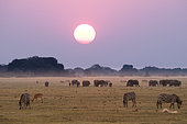 Elephants and zebras at sunset. Chobe National Park, Botswana.