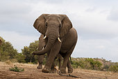 African elephant (Loxodonta africana), Mashatu Game Reserve, Botswana.