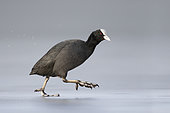 Eurasian Coot (Fulica atra). An adult bird running on the ice. The bird was chasing another bird away from its territory. Taken in January in Stockholm, Sweden