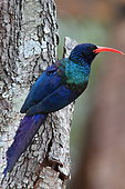 Green Wood Hoopoe (Phoeniculus purpureus) on a trunk, Kruger National Park, South Africa