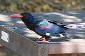 Green Wood Hoopoe (Phoeniculus purpureus), Kruger National Park, South Africa