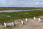 Gentoo penguins, Pygoscelis papua, walking from the beach to join the colony after fishing, Sea Lion Island, Falkland Islands