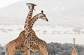 Masai Giraffe (Giraffa camelopardalis), Masai Mara, Kenya