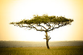 Acacia, Masai Mara, Kenya