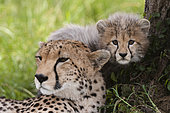 Cheetah (Acynonix jubatus) and cub, Masai Mara, Kenya