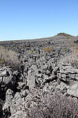 Tsingy of Ankarana or survive Pachypodiums and Euphorbia on the ancient fossil coral reef with sharp edges emerges from the ocean, NP 18 220 ha over 35 km, North-West Madagascar