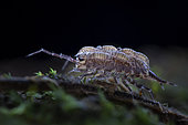Oniscidea ; Woodlouse parental care ; Woodlouse providing parental care to young ; Singapore