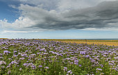 Lacy Phacelia (Phacelia tanacetifolia) in bloom in a field, Opal Coast, Hauts de France, France