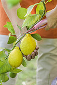 Harvest of lemons of the variety 'Lunario', at maturity