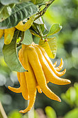 Fruit of Fingered citron 'Hand of Buddha' (Citrus medica var sarcodactylis).