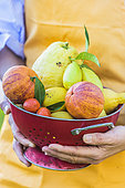 Woman holding a varied citrus crop