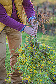 Man tearing green tomatoes in autumn: they will mature under cover and give a late harvest, called "Christmas tomatoes".