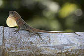 Large-headed Anole (Anolis cybotes), Dominican Republic.