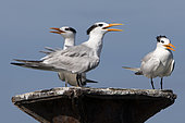Royal terns (Sterna maxima), Los Haitises NP, Dominican Republic