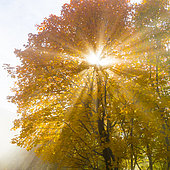 Sycamore (Acer pseudoplatanus), plant in autumn backlit by the sun, Campania, Italy