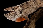 Gran piedro giant anole (Chamaeleolis sp.)