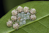 Freshly hatched shield bugs huddled together around the broken eggshells (Singapore)