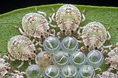Freshly hatched shield bugs huddled together around the broken eggshells (Singapore)