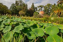 Sacred Lotus (Nelumbo nucifera gaertner), after flowering, Lotus Pond, Garden plants, Montpellier, France