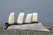 A piece of killer whale's jaw with teeth found on the beach of Vrangel Bay where every year in summer Bowhead whales congregate; (Balaena mysticetus); also known as Greenland right whales; Sea of Okhotsk; eastern Russia.