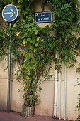 Vegetation of the city by micro-flowering,Lady Banks Rose (Rosa banksiae Rosea) and Princesstree (Paulownia tomentosa), Mediterranean district, Rue de l'aire, Montpellier, France In the framework of "Montpellier Cité Jardins", the City of Montpellier sets up a "Permis to vegetate »