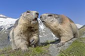 Alpine marmot (Marmota marmota), Kaiser-Franz-Josefs-Höhe, High Tauern National Park, Carinthia, Austria, Europe
