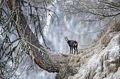 Chamois (Rupicapra rupicapra) in hoarfrost stands on old larch, Stubai Valley, Tyrol, Austria, Europe