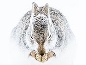 Mountain hare (Lepus timidus) cleans itself in the snow, animal portrait, winter coat, Cairngroms National Park, Highlands, Scotland, Great Britain