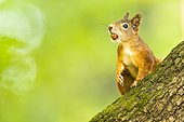 Eurasian red squirrel (Sciurus vulgaris) with hazelnut in mouth at tree trunk, Lower Austria, Austria, Europe