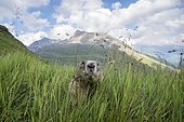 Mountain Marmot (Marmota marmota) in grass in front of mountain landscape, Hohe Tauern National Park, Carinthia, Austria, Europe