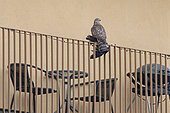 A urban Northern Goshawk (Accipiter gentilis) on a balcony with a recently caught Jackdaw. This is a adult bird, probably a male due to the size. Taken in February in Stockholm, Sweden.