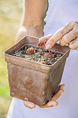 Sowing peach kernels (Persica vulgaris) in pot