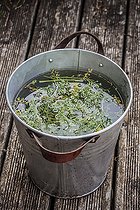 Preparation of a maceration of Fringed rue (Ruta chalepensis) against slugs