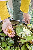 Slow release fertilizer application: coated fertilizer, to a water lily (Nymphaea 'Pygmaea Helvola') grown in a pot, in summer.