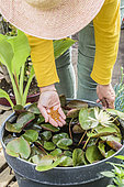 Slow release fertilizer application: coated fertilizer, to a water lily (Nymphaea 'Pygmaea Helvola') grown in a pot, in summer.